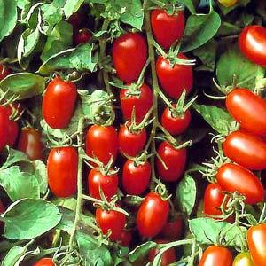 Juliet Grape Tomato