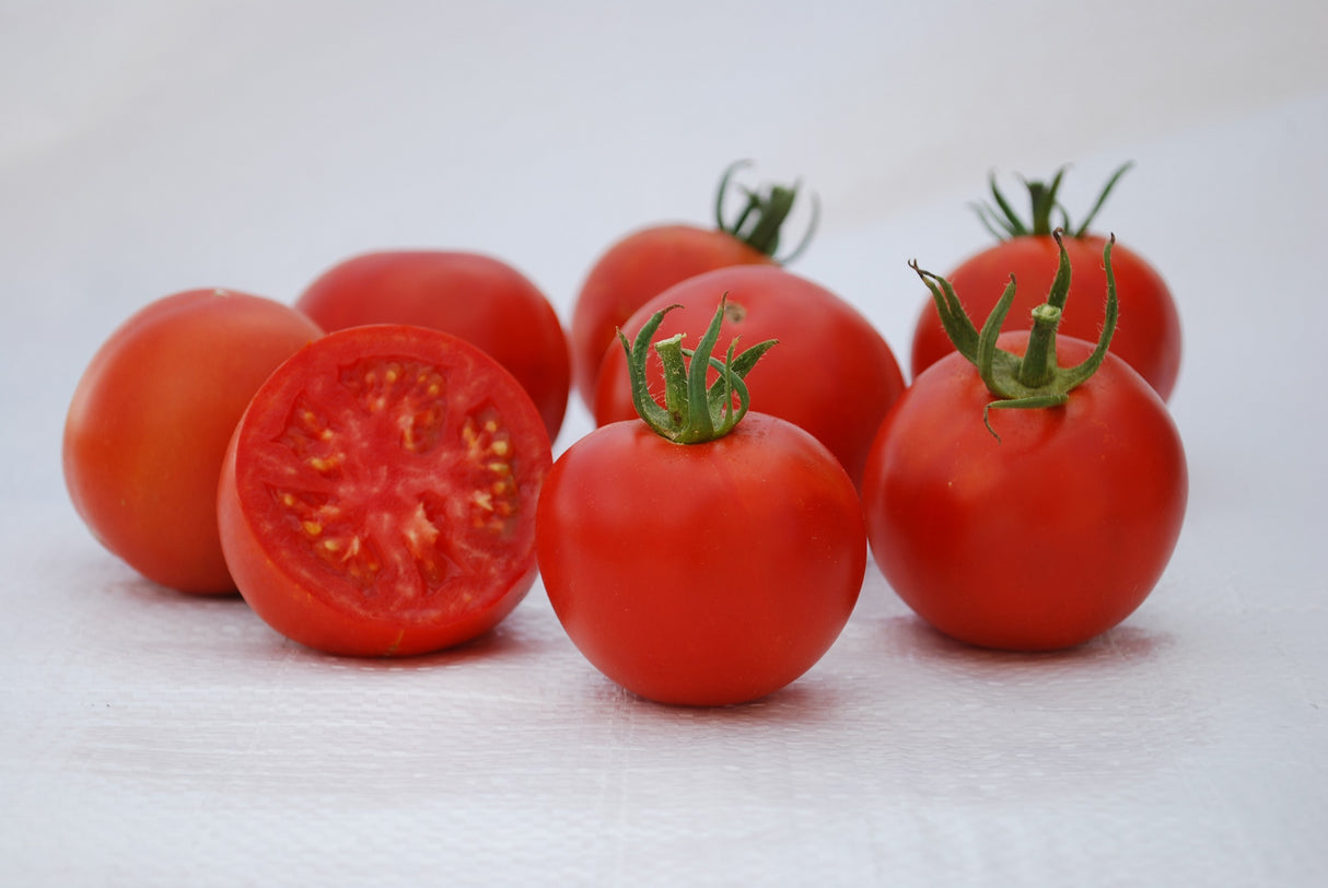 Manitoba Tomato