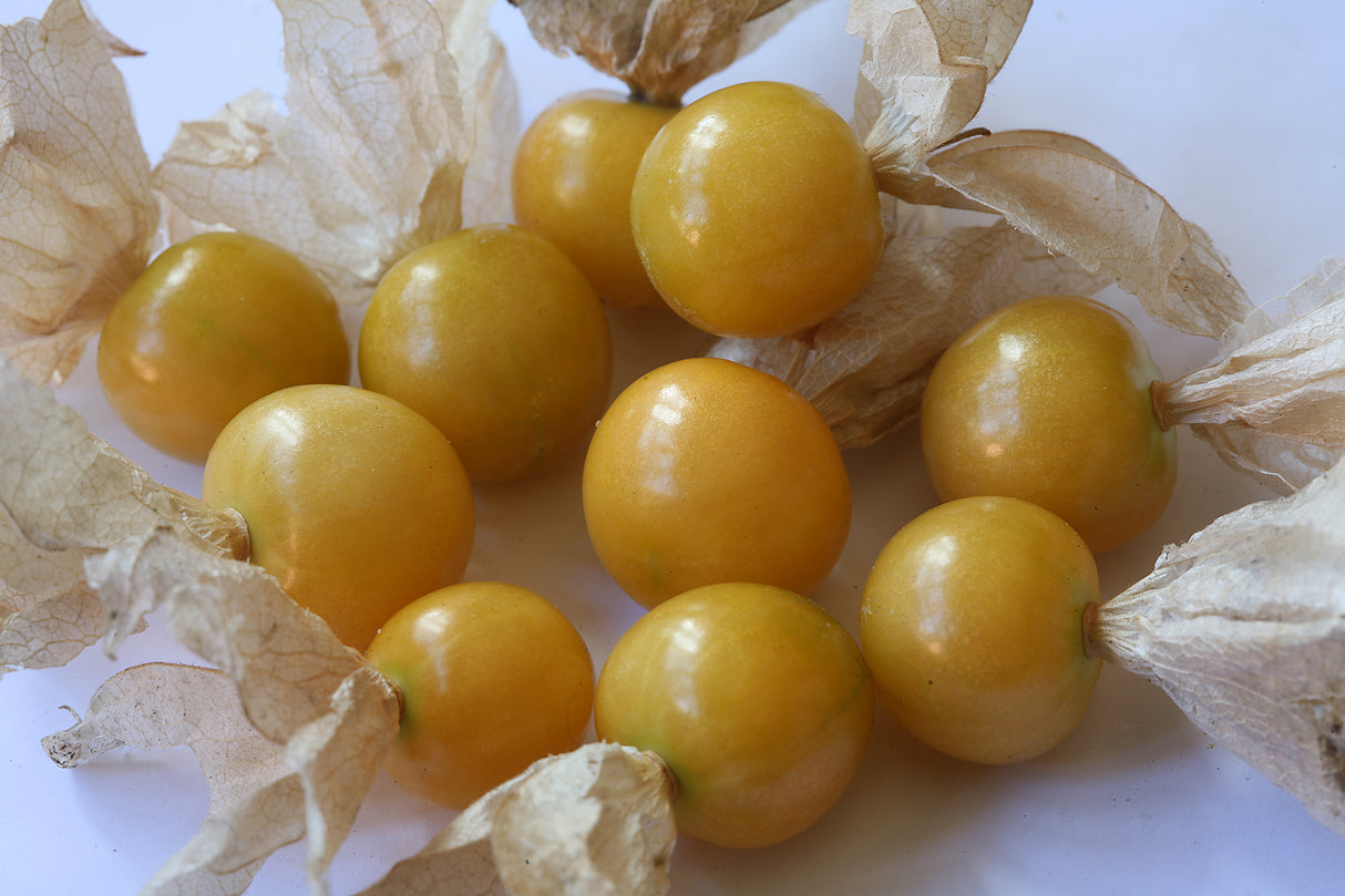 Ground Cherry