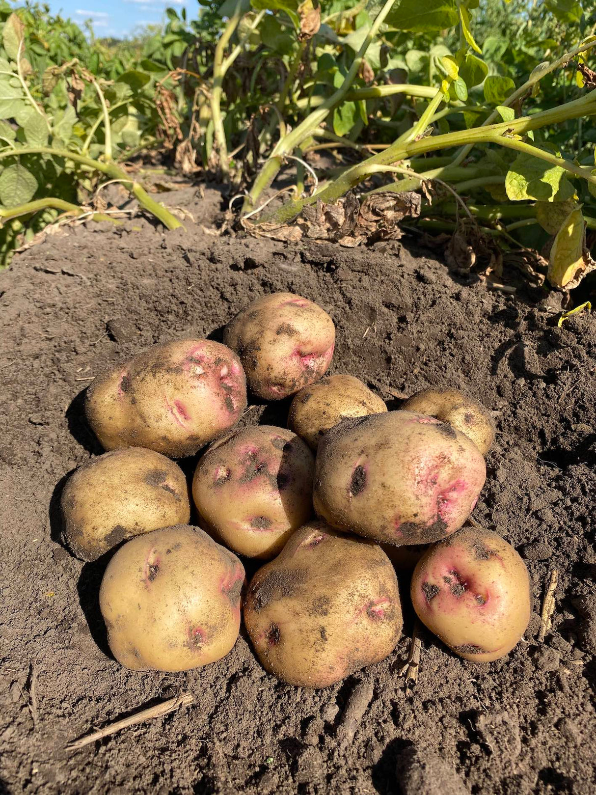 Seed Potatoes - Warba