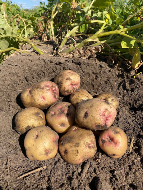 Seed Potatoes - Warba