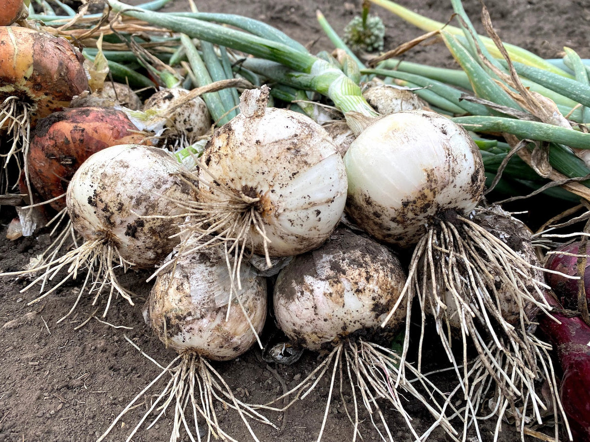 Seed Onions  - White