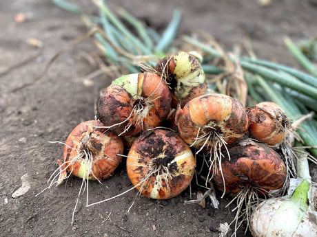 Seed Onions - Yellow