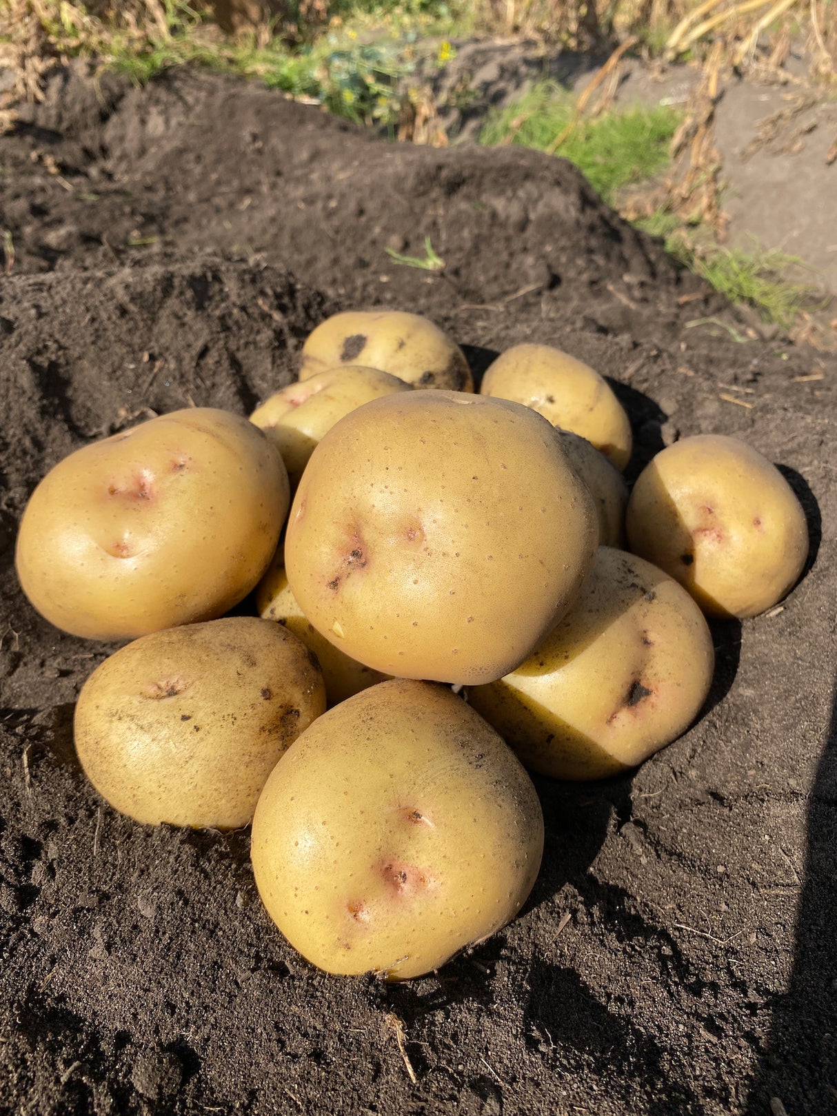 Seed Potatoes  - Yukon Gold
