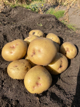 Seed Potatoes  - Yukon Gold