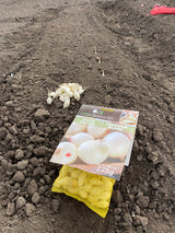 Seed Onions  - White