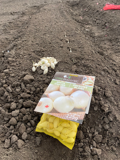 Seed Onions  - White