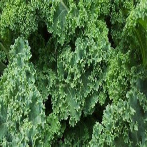 leafy green kale
